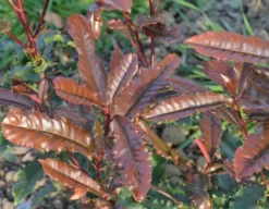 Glansmispel (Photinia Serratifolia ‘Crunchy’) -Exporteren Groei Planten Winkel 21 rec ret photinia crunchy rev100 jardin 11mars14