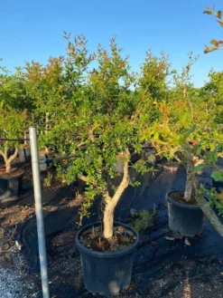 Granaatappel Als Solitair (Punica Granatum) -Exporteren Groei Planten Winkel 21d7902e cbee 47db 8e50 e9ce1bdec5bf 1