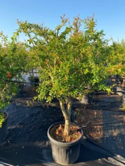 Granaatappel Als Solitair (Punica Granatum) -Exporteren Groei Planten Winkel 2abb39e3 174c 4ec1 a229 9f8a81d17e96