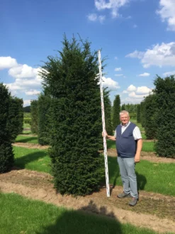 Grote Venijnboom (Taxus Baccata) -Exporteren Groei Planten Winkel 300350 x 100 125 br 1