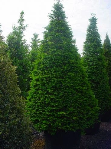 Taxus Als Kegel (Taxus Baccata) 2 Taxus Als Kegel (Taxus Baccata) - Afbeelding 2