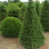 Taxus Als Pyramide (Taxus Baccata)