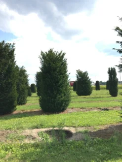 Grote Venijnboom (Taxus Baccata) -Exporteren Groei Planten Winkel 400450x 150 200