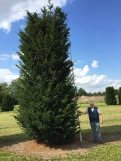 Grote Venijnboom (Taxus Baccata) -Exporteren Groei Planten Winkel 550600 x 175 200 1