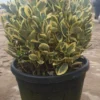 Kardinaalshoed Als Bol (Euonymus Japonicus 'Bravo')