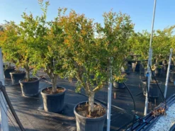 Granaatappel Als Solitair (Punica Granatum) -Exporteren Groei Planten Winkel 9f2e2d79 4476 41bd a214 0070b1656e3a