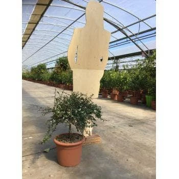 Vingerlimoen (Microcitrus Australasica) 2 Vingerlimoen (Microcitrus Australasica) - Afbeelding 2