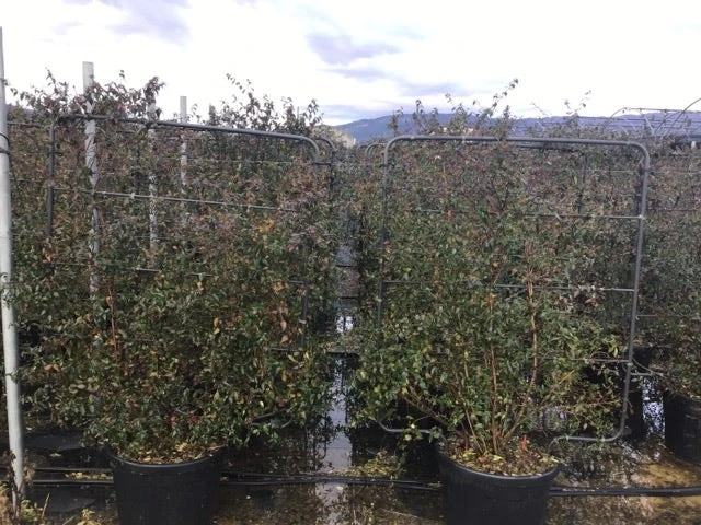 Abelia Op Rek (Abelia Grandiflora) 2 Abelia Op Rek (Abelia Grandiflora) - Afbeelding 2