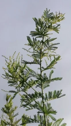 Mimosa (Acacia Dealbata) -Exporteren Groei Planten Winkel acaciadealbata01