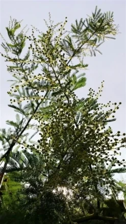 Mimosa (Acacia Dealbata) -Exporteren Groei Planten Winkel acaciadealbata02 2