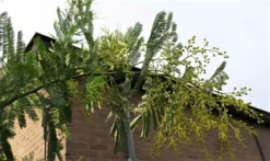 Mimosa (Acacia Dealbata) -Exporteren Groei Planten Winkel acaciadealbata03