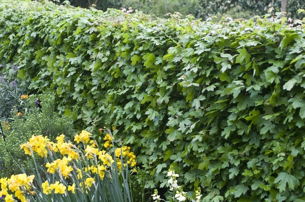 Veldesdoorn Als Haag (Acer Campestre) 1 Veldesdoorn Als Haag (Acer Campestre)