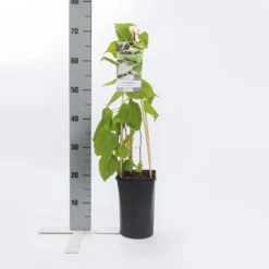 Sierkiwi (Actinidia Kolomikta) -Exporteren Groei Planten Winkel actinidia kolomikta