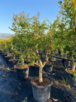 Granaatappel Als Solitair (Punica Granatum) -Exporteren Groei Planten Winkel aed72ac1 ffcb 410b 8ae2 1a7969aa5a9c