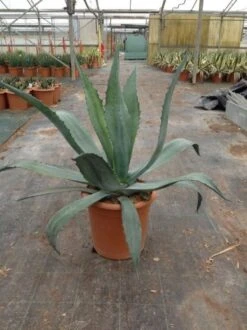 Agave (Agave Americana) 13 Agave (Agave Americana) -Exporteren Groei Planten Winkel agave americana c12