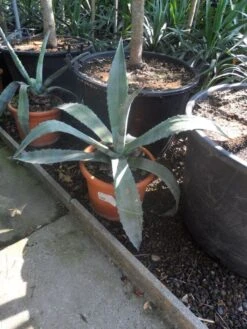 Agave (Agave Americana) 12 Agave (Agave Americana) -Exporteren Groei Planten Winkel agave americana c20 40 60