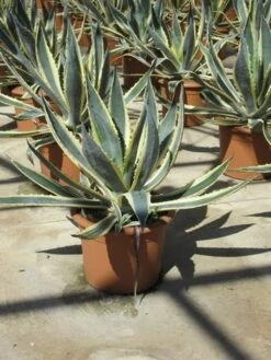 Agave (Agave Americana 'Variegata') -Exporteren Groei Planten Winkel agave americana variegata 2