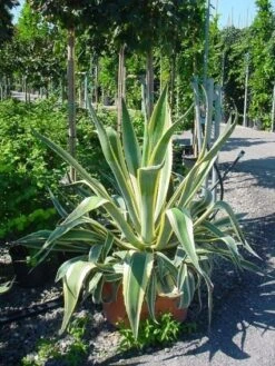 Agave (Agave Americana 'Variegata') -Exporteren Groei Planten Winkel agave americana variegata 4