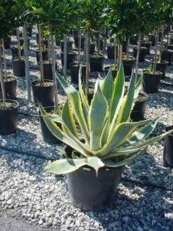 Agave (Agave Americana 'Variegata') -Exporteren Groei Planten Winkel agave americana variegata 4 1