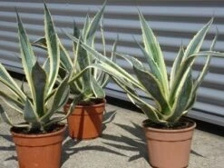 Agave (Agave Americana 'Variegata') -Exporteren Groei Planten Winkel agave americana variegata 5