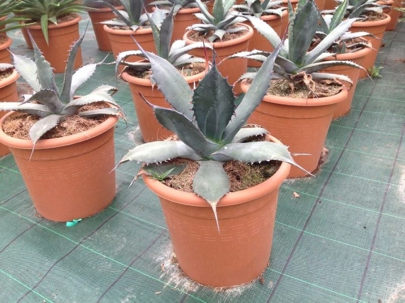 Agave (Agave 'Ferox') 2 Agave (Agave 'Ferox') - Afbeelding 2