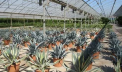 Winterharde Agave (Agave Montana) 6 Winterharde Agave (Agave Montana) -Exporteren Groei Planten Winkel agave montana 2