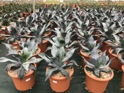 Winterharde Agave (Agave Colorata 'Supreme')