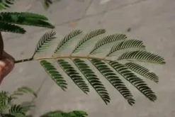 Perzische Slaapboom Als Struik (Albizia Julibrissin) -Exporteren Groei Planten Winkel albizia julibrissin blad 2