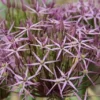 Sierui (Allium Albopilosum 'Christophii')