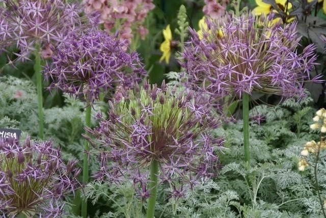 Sierui (Allium Albopilosum 'Christophii') 2 Sierui (Allium Albopilosum 'Christophii') - Afbeelding 2