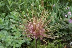 Sierui (Allium Schubertii)