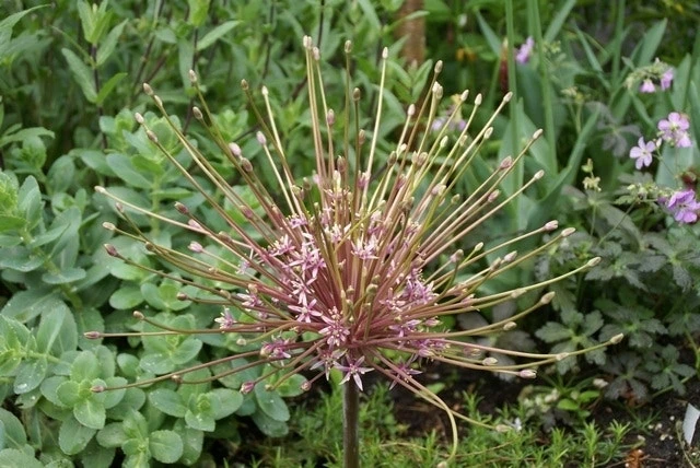 Sierui (Allium Schubertii) 1 Sierui (Allium Schubertii)