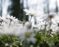 Anemoon (Anemone Blanda 'White Splendour') -Exporteren Groei Planten Winkel anemone blanda white splendour 1 1