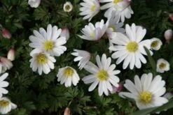 Anemoon (Anemone Blanda 'White Splendour') -Exporteren Groei Planten Winkel anemone blanda whitesplendour 1 1