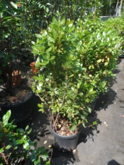 Aardbeiboom Als Struik (Arbutus Unedo) -Exporteren Groei Planten Winkel arbutus unedo 100 125 c25 1