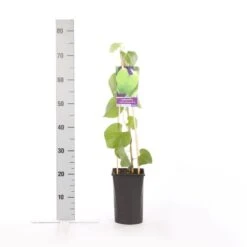 Duitse Pijp (Aristolochia Macropylla) -Exporteren Groei Planten Winkel aristolochia durior macrophylla