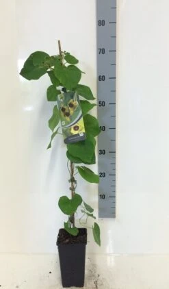 Duitse Pijp (Aristolochia Macropylla) -Exporteren Groei Planten Winkel aristolochia macrophylla 80 100 c2