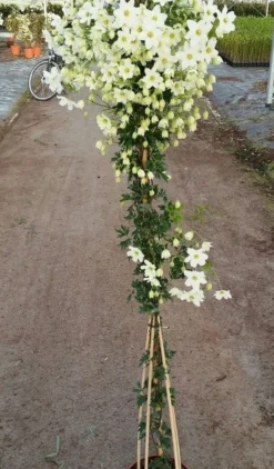 Groenblijvende Clematis (Clematis 'Avalanche') -Exporteren Groei Planten Winkel avalanche r 180cm