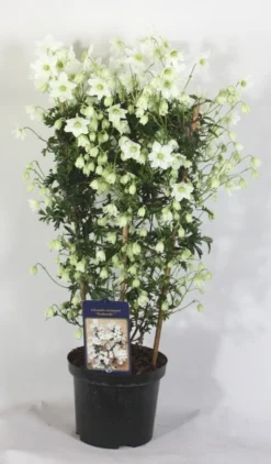 Groenblijvende Clematis (Clematis 'Avalanche')