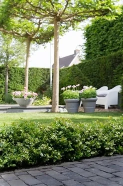 BerryBux Blauwe Bes (Vaccinium Angustifolium ’BerryBux') -Exporteren Groei Planten Winkel berrybux heg bloei hr 4095