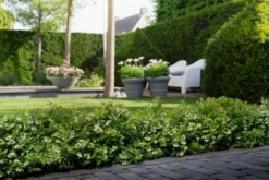 BerryBux Blauwe Bes (Vaccinium Angustifolium ’BerryBux') -Exporteren Groei Planten Winkel berrybux heg bloei hr 4057 1