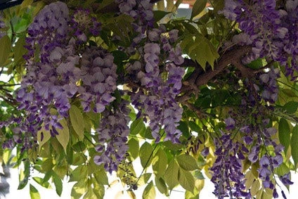Blauwe Regen (Wisteria Sinensis 'Prolific') 4 Blauwe Regen (Wisteria Sinensis 'Prolific') - Afbeelding 4