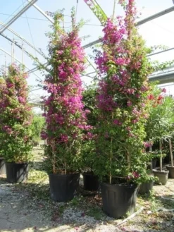 Bougainvillea Als Struik (Bougainvillea Glabra) -Exporteren Groei Planten Winkel bougainvillea glabra