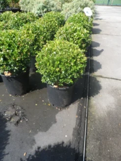 Buxus Meeneemhaag (Buxus Microphylla 'Faulkner') -Exporteren Groei Planten Winkel buxus microphylla faulkner bol 25 30