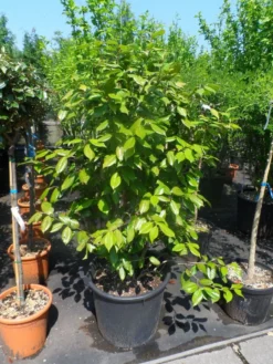 Camelia Als Leivorm (Camellia Japonica) -Exporteren Groei Planten Winkel camellia japonica 125 150 175 c50