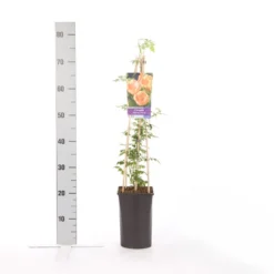 Trompetbloem (Campsis Radicans 'Flava') -Exporteren Groei Planten Winkel campsis radicans flava