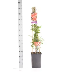 Trompetbloem (Campsis Tagliabuana 'Mme Galen') -Exporteren Groei Planten Winkel campsis t. madame galen 1.00 1.25