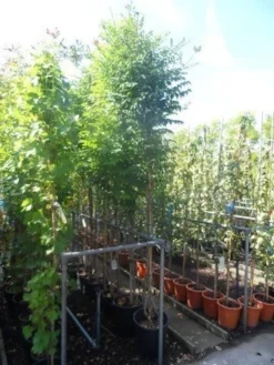 Trompetbloem (Campsis Tagliabuana 'Mme Galen') -Exporteren Groei Planten Winkel campsis tagliabuana madame galen 200 250 c20 2