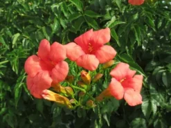 Trompetbloem (Campsis Tagliabuana 'Mme Galen') -Exporteren Groei Planten Winkel campsis tagliabuana mme galen