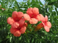 Trompetbloem (Campsis Tagliabuana 'Mme Galen') -Exporteren Groei Planten Winkel campsis tagliabuana mme galen 2